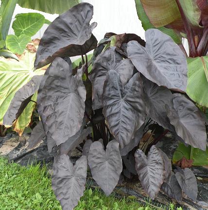 Colocasia 'Diamond Head' – Pot 4" (6–18")