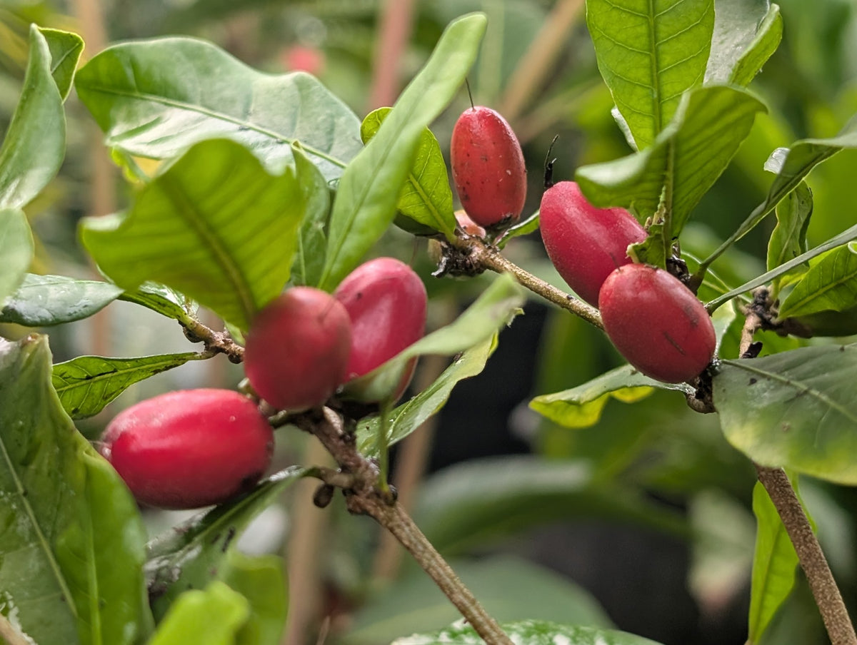 Fruit miracle (Synsepalum dulcificum) — fruits rouges mûrs sur la plante, cultivée en serre chez Tropico-Québec