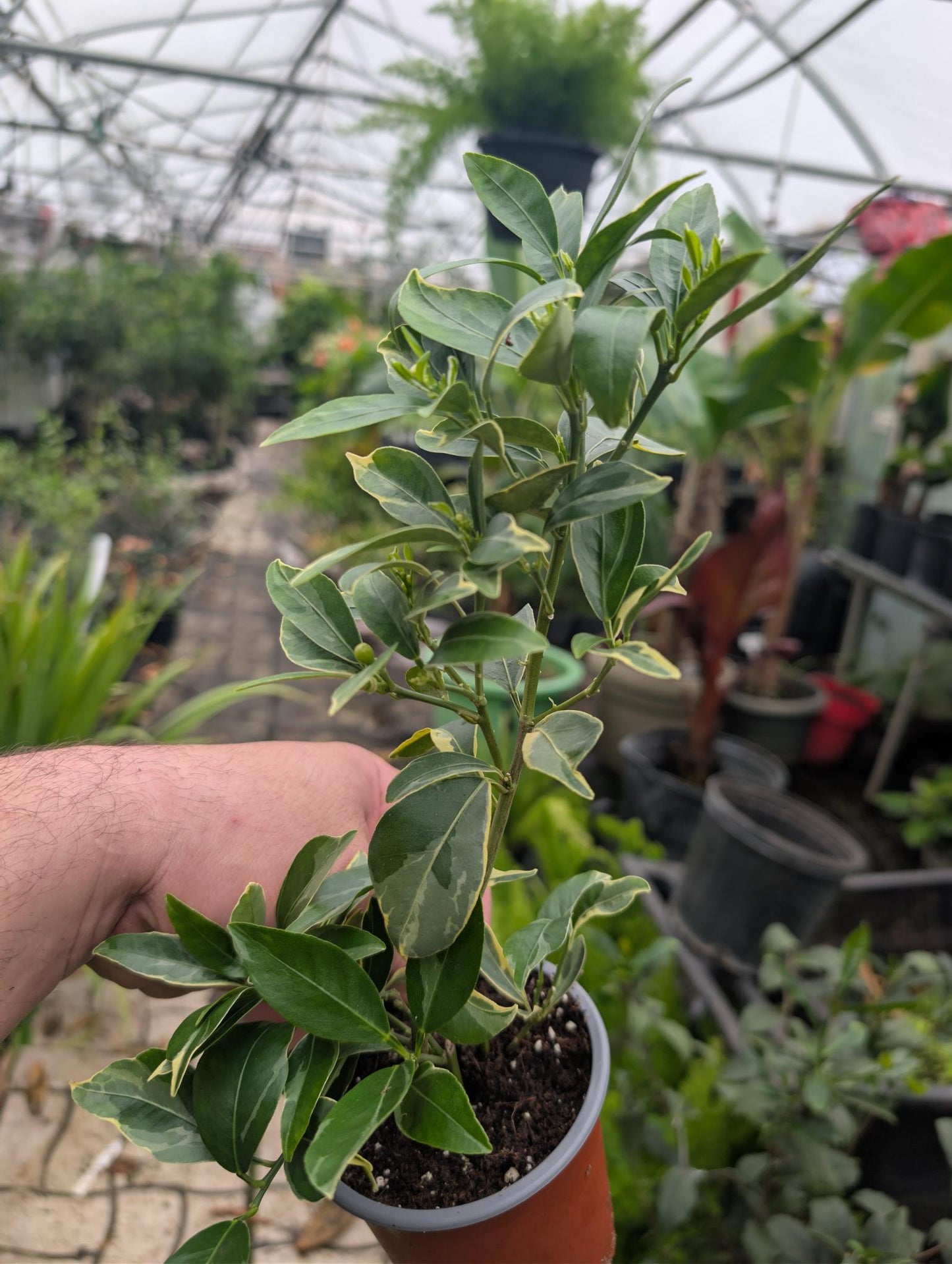 Centennial Variegated Kumquat – 4″ Pot (6–12″)