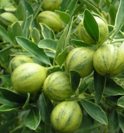 Centennial Variegated Kumquat – 4″ Pot (6–12″)