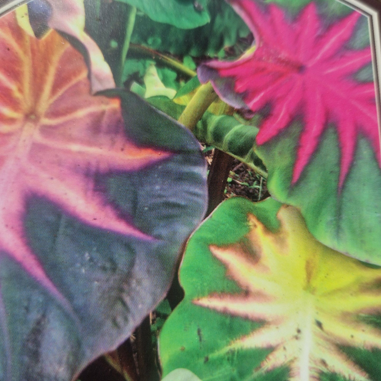 Colocasia 'Madeira star' – Pot 4" (6–18")