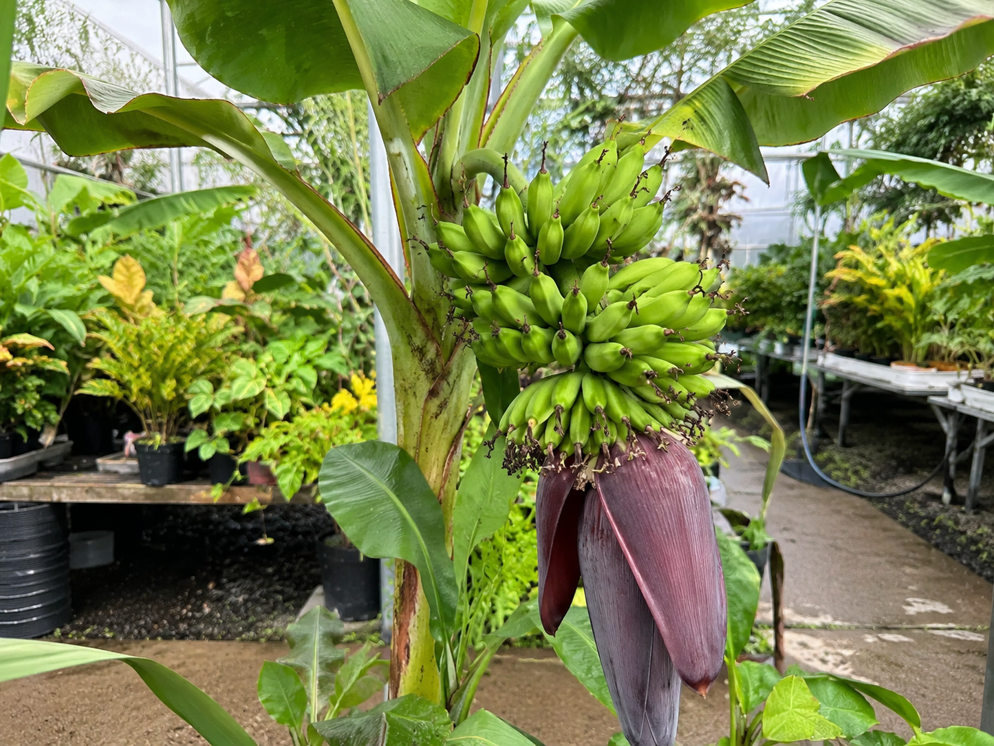bananier avec fruits et fleur