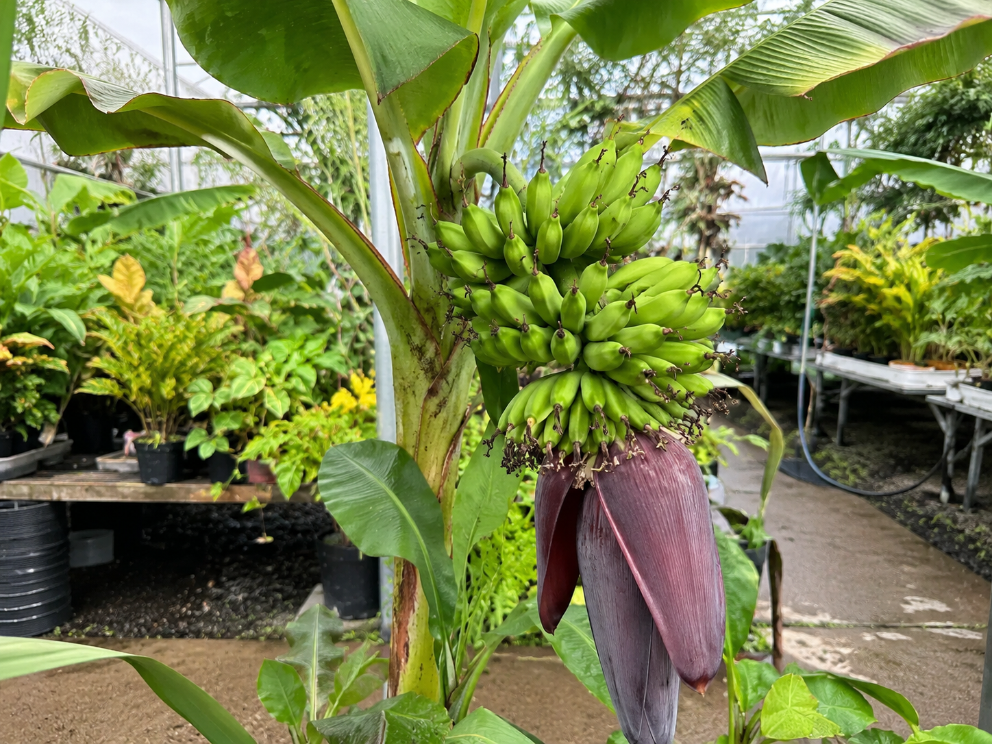 bananier avec fruits et fleur