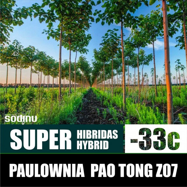 Paulownia Hybride Pao Tong Z-07 – Pot 4"