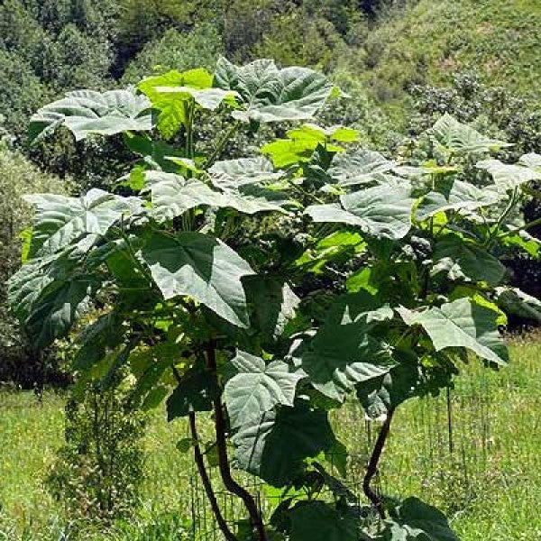 Paulownia Hybride Elongata – Pot 4"