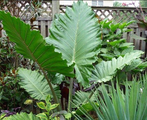 Alocasia 'Portora' – Pot 4" (6–18")