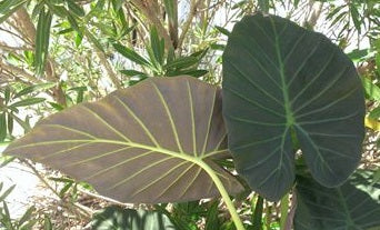 Alocasia 'Regal Shield' – Pot 4" (6–18")
