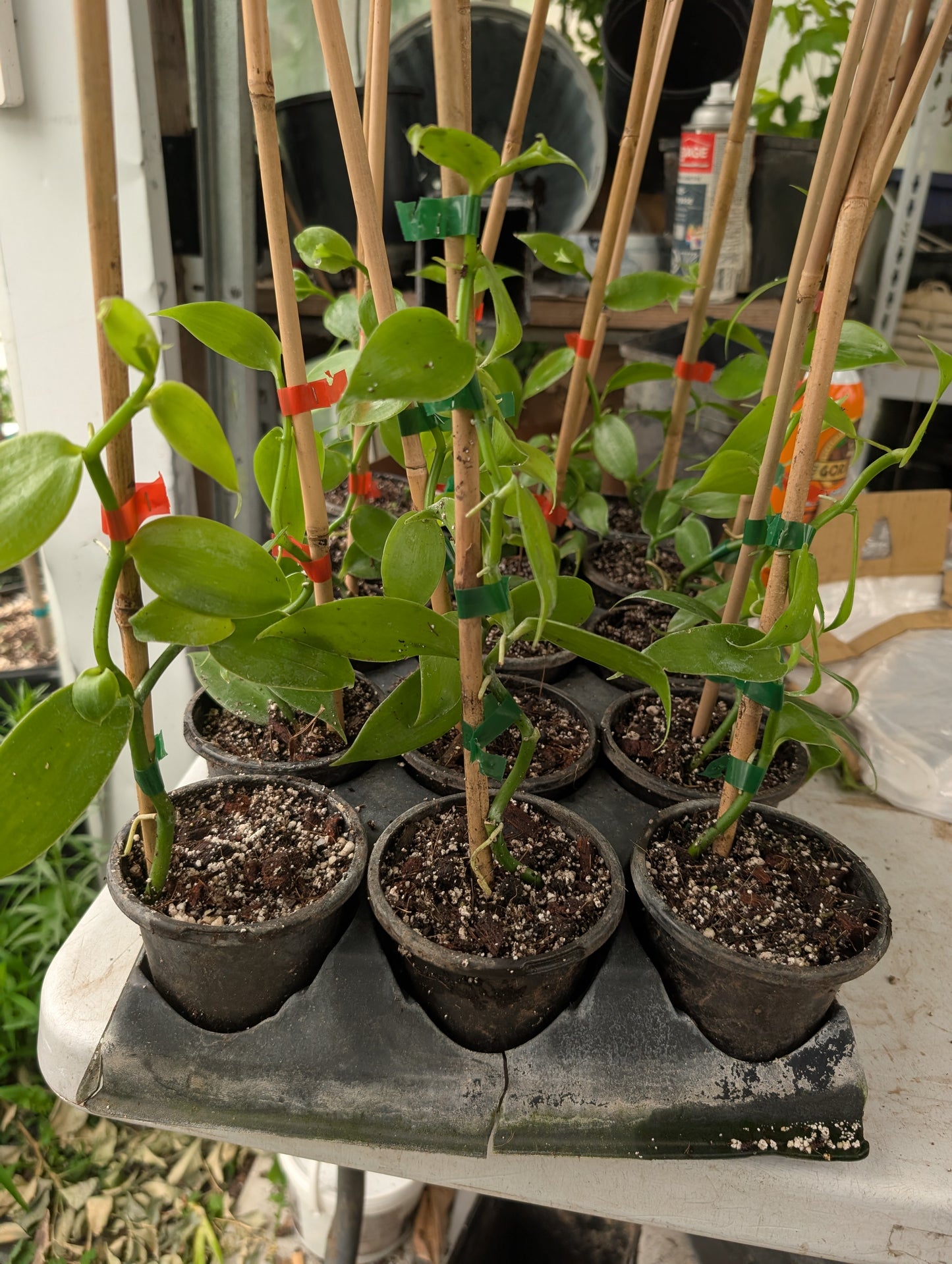 Vanilla Bean Plant (Vanilla planifolia) – 4-inch Pot (6–18")