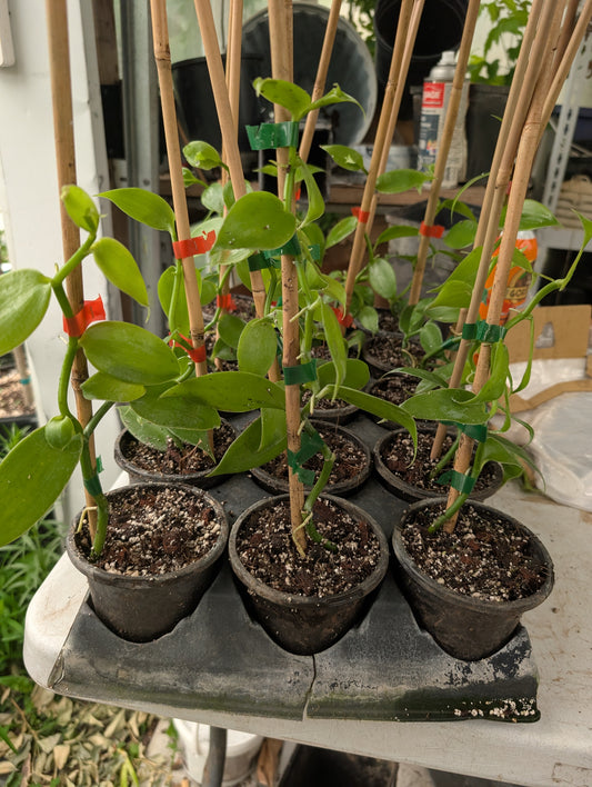 Vanilla Bean Plant (Vanilla planifolia) – 4-inch Pot (6–18")