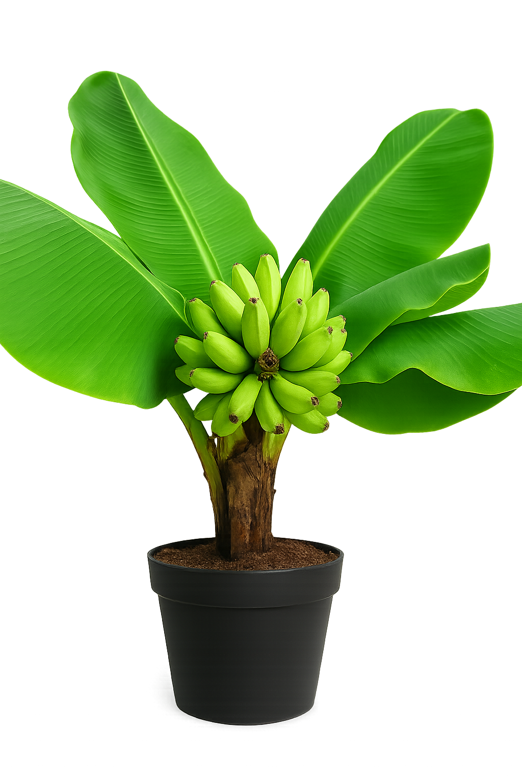 Bananier Musa 'Super Dwarf Cavendish' – Tropico-Québec