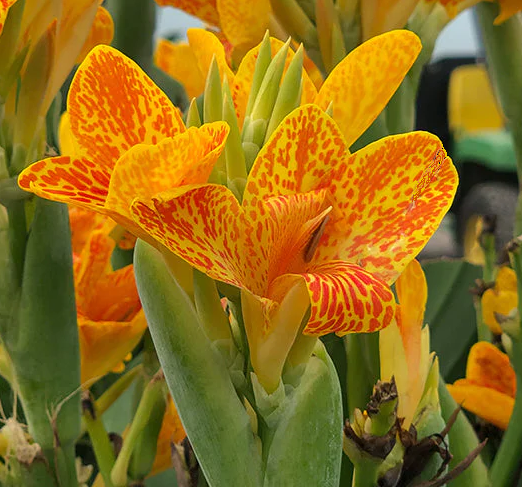 Canna Island Serie 'Tenerife' – Pot 4" (6–18")