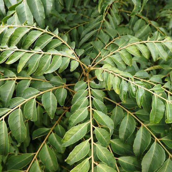 Arbre à curry (Murraya koenigii) – feuilles aromatiques comestibles, feuillage fin et parfumé, culture en pot – Tropico-Québec
