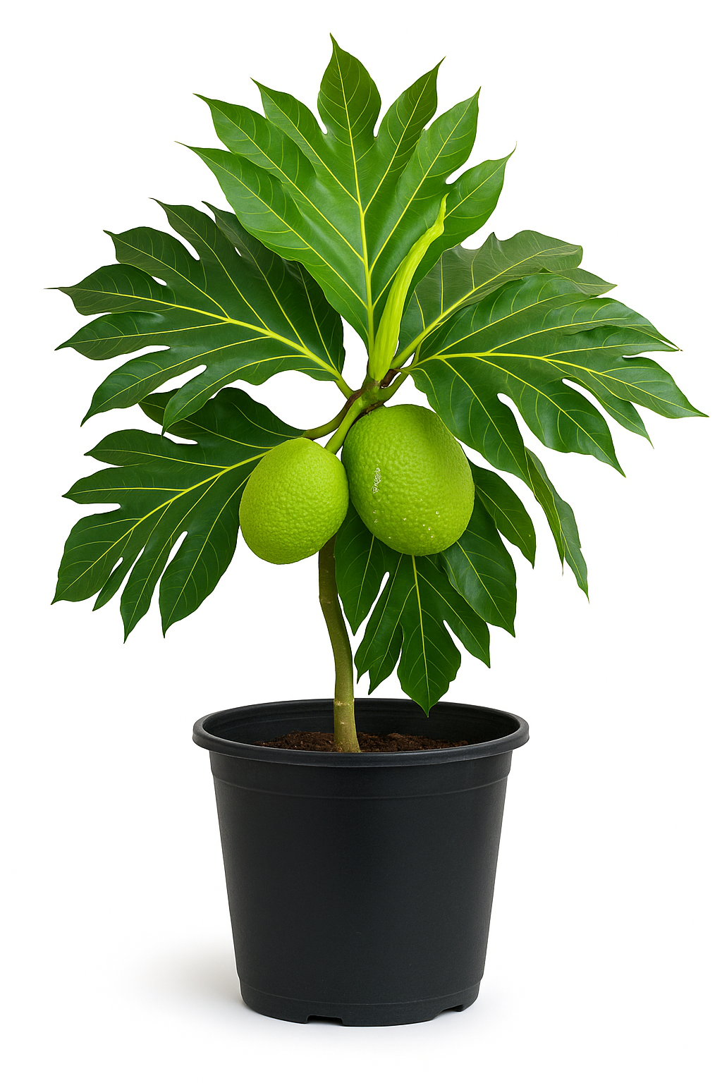 Arbre à pain ‘Ma’afala’ (Artocarpus altilis) – fruitier tropical, gros fruits farineux, feuillage très exotique – Tropico-Québec