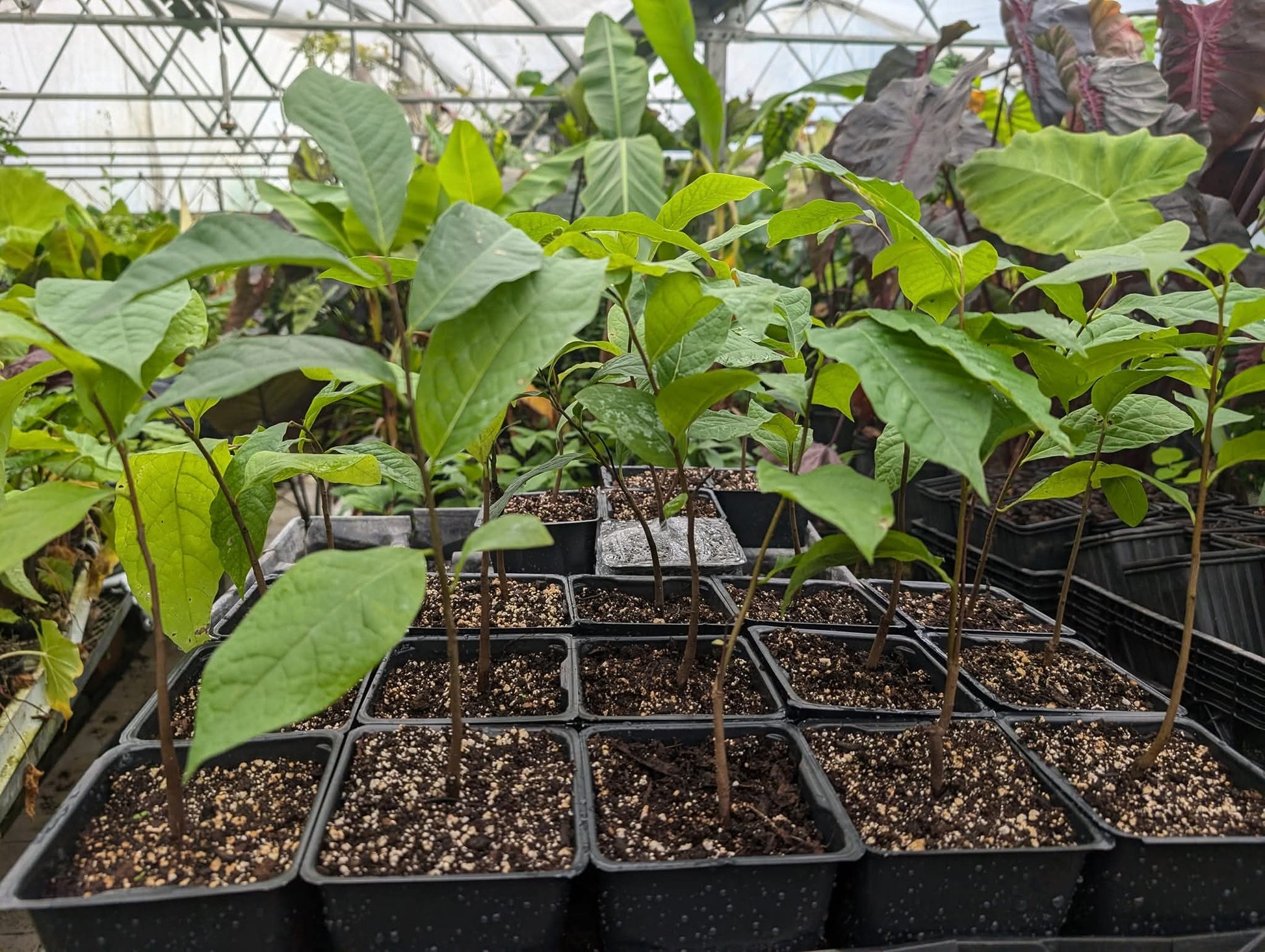 Pawpaw (asiminier, Asimina triloba) – jeune plant en pot