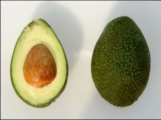 Avocado tree ‘Bacon’ – variety vigoureuse, fruits verts lisses, bonne option pour amateur en greenhouse – Tropico-Québec