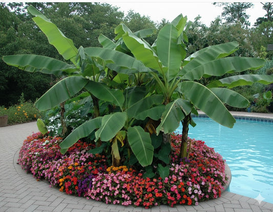 Banana plant rustique (Musa basjoo) – grandes feuilles vertes, excellente variety pour effet “jungle” et bonne tolérance au frais – Tropico-Québec