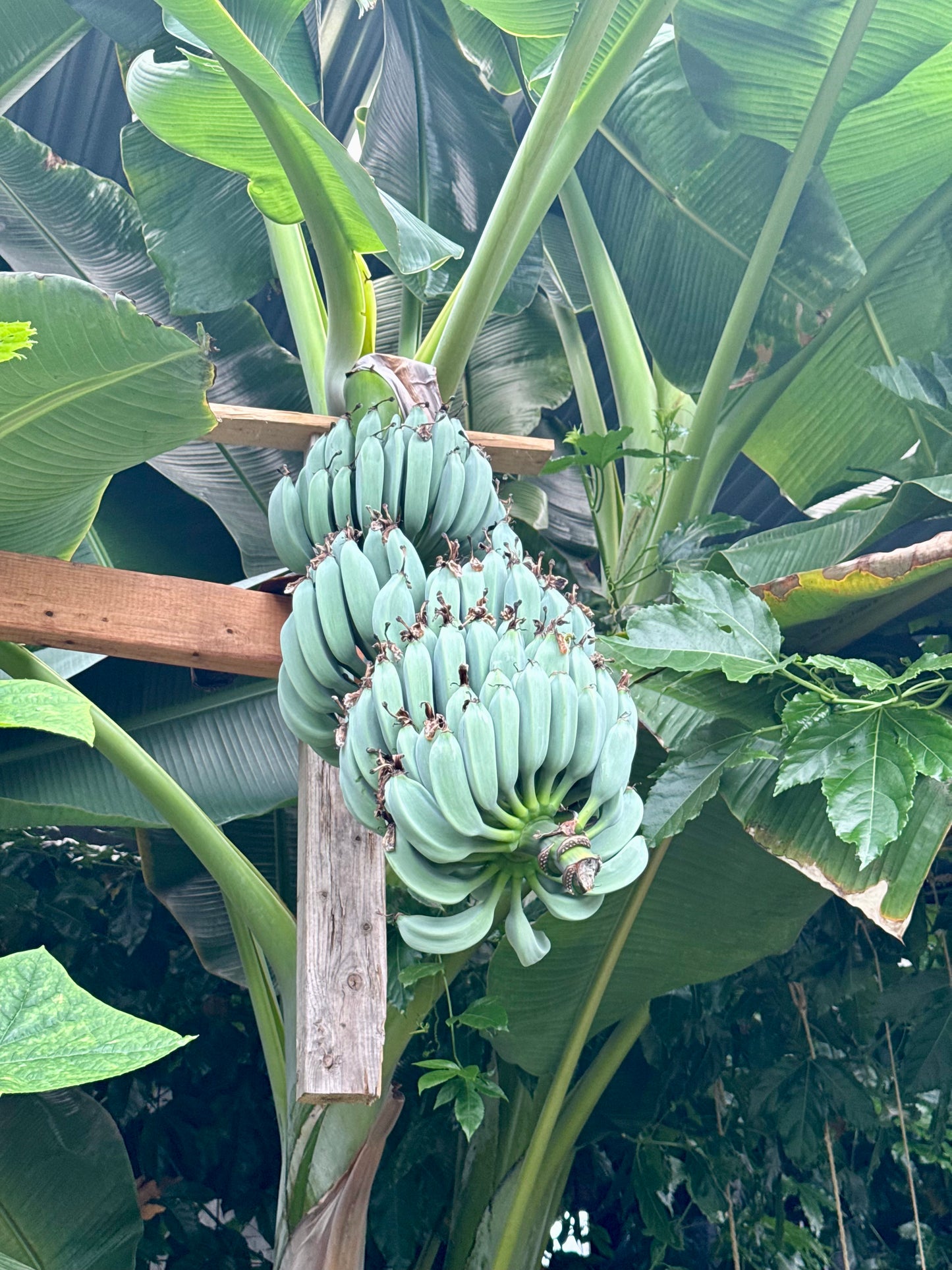 Banana ‘Blue Java’ (Ice Cream) – 10" pot (24–48")