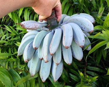 Banana plant ‘Blue Java’ – banane “ice cream”, fruits bleu-argenté avant maturité, flesh crémeuse parfumée – Tropico-Québec