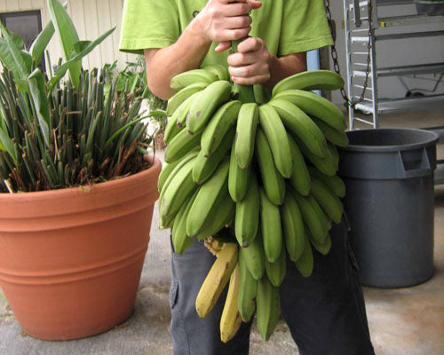 Banana plant ‘Goldfinger’ (Musa) – variety productive, fruits sucrés et résistants, excellente option en greenhouse – Tropico-Québec