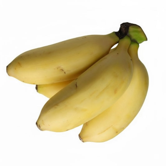 Banana plant ‘Manzano / Apple Banana’ (Musa) – petites bananes très sucrées au flavor parfumé, variety très recherchée – Tropico-Québec