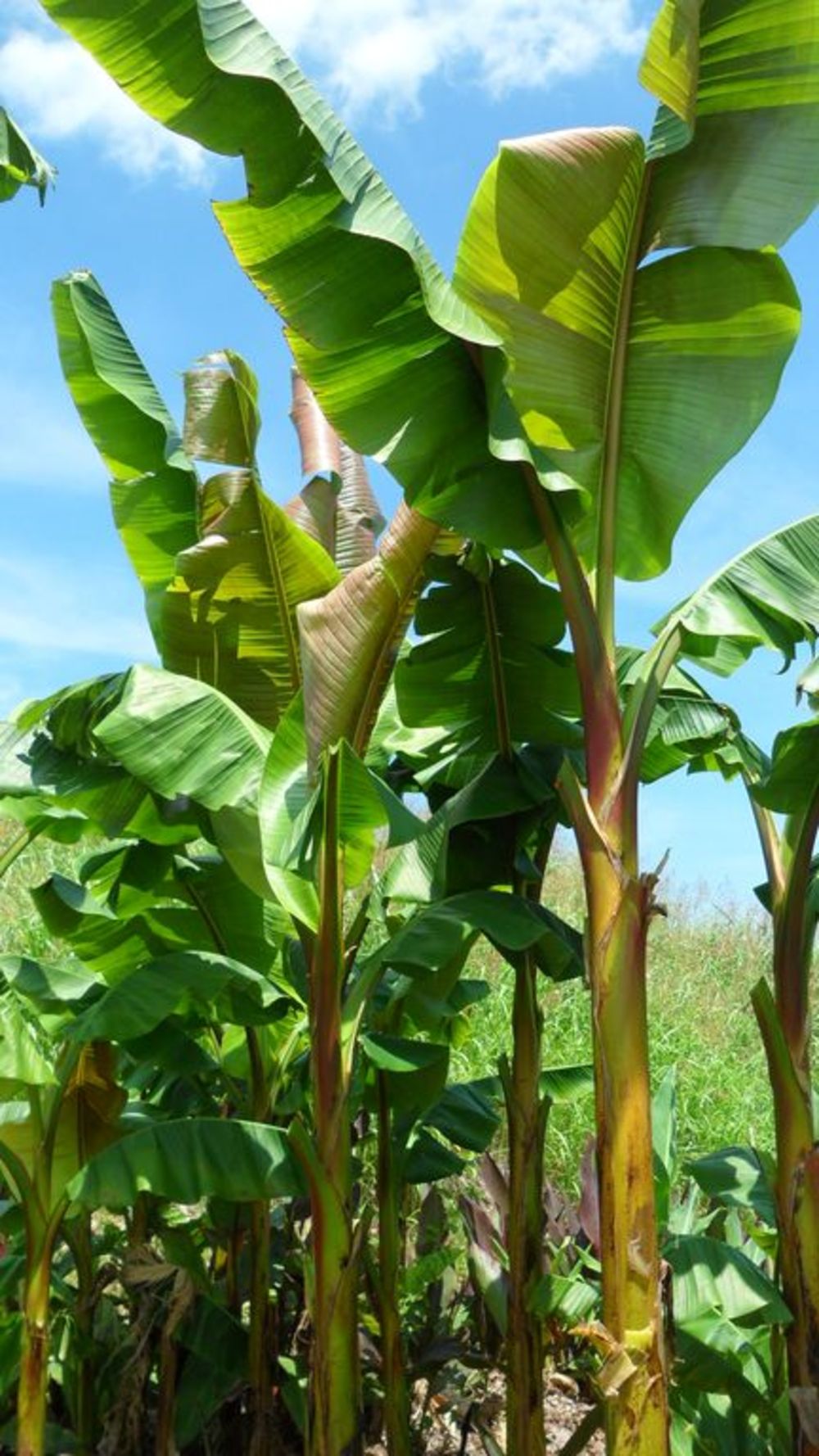 Banana plant ‘Mekong Giant’ (Musa) – variety très vigoureuse à grandes feuilles, look tropical massif en greenhouse/extérieur l’été – Tropico-Québec