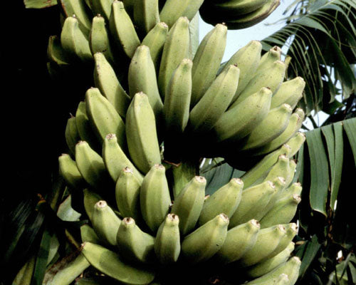 Banana plant ‘Raja Puri’ (Musa) – Banana plant tolérant et fiable, fruits sucrés, bon choix pour pot et greenhouse – Tropico-Québec