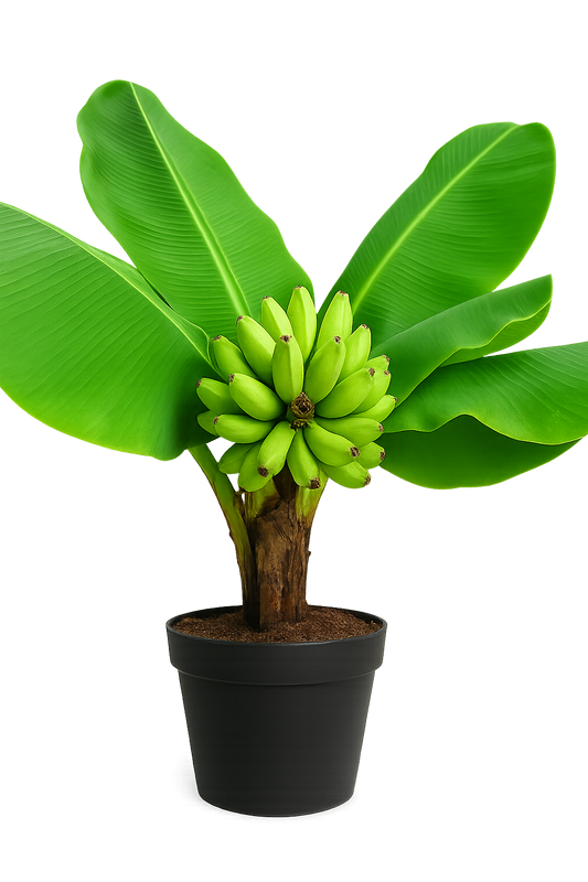 Bananier ‘Super Dwarf Cavendish’ (Musa) – très compact, parfait pour culture en pot, produit des bananes en serre chaude – Tropico-Québec