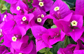 Bougainvillier (Bougainvillea) ‘Elizabeth Angus’ – floraison abondante, bractées colorées en grappes, look tropical pour patio/greenhouse – Tropico-Québec