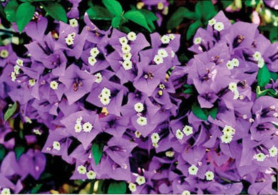 Bougainvillier (Bougainvillea) ‘New River’ – bractées violettes/violacées très florifères, plante grimpante tropicale idéale en pot – Tropico-Québec