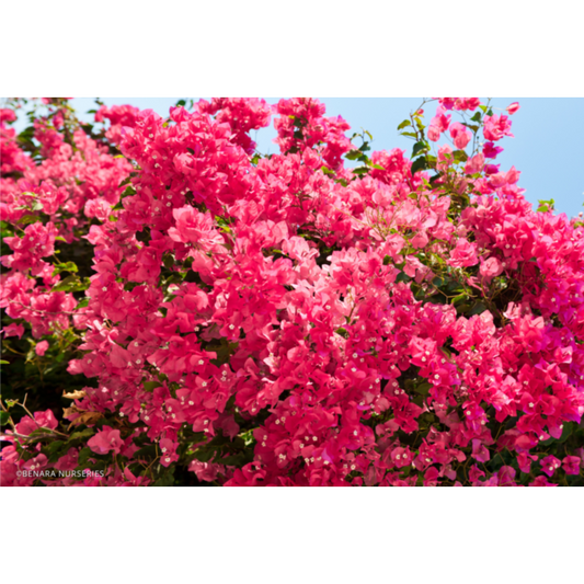 Bougainvillier (Bougainvillea) ‘Rijnstar Pink’ – bractées rose soutenu, port grimpant, floraison abondante en saison – Tropico-Québec