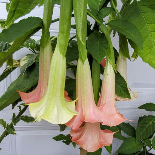 Brugmansia ‘Cherub’ – Tropico-Québec