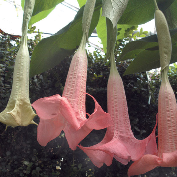 Brugmansia ‘Ecuador Pink’ avec grandes fleurs en trompette rose, plante tropicale en culture – Tropico-Québec
