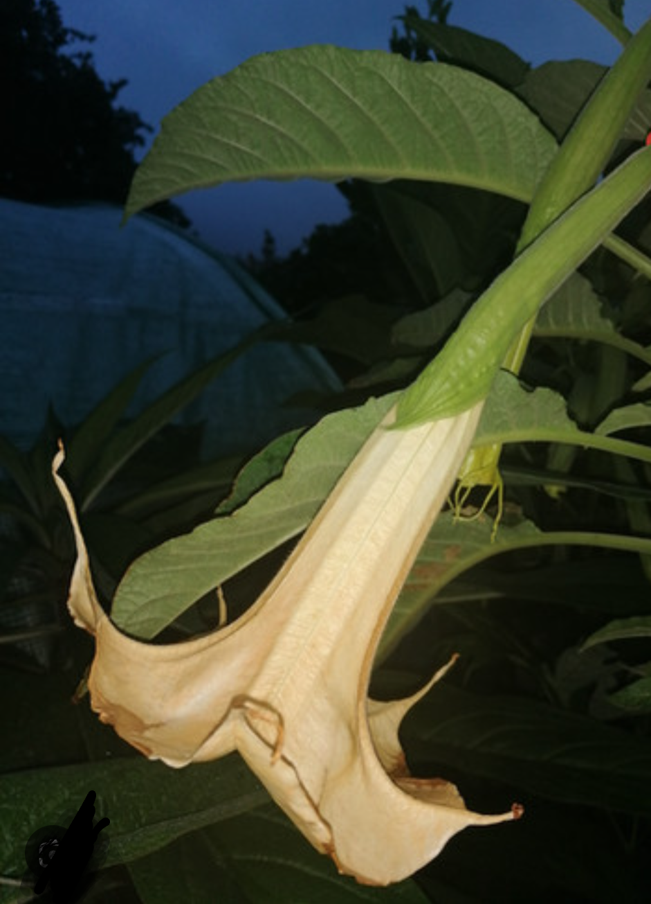 Brugmansia ‘Kurpark’ – Tropico-Québec