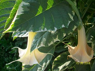 Brugmansia ‘Maya’ – Tropico-Québec