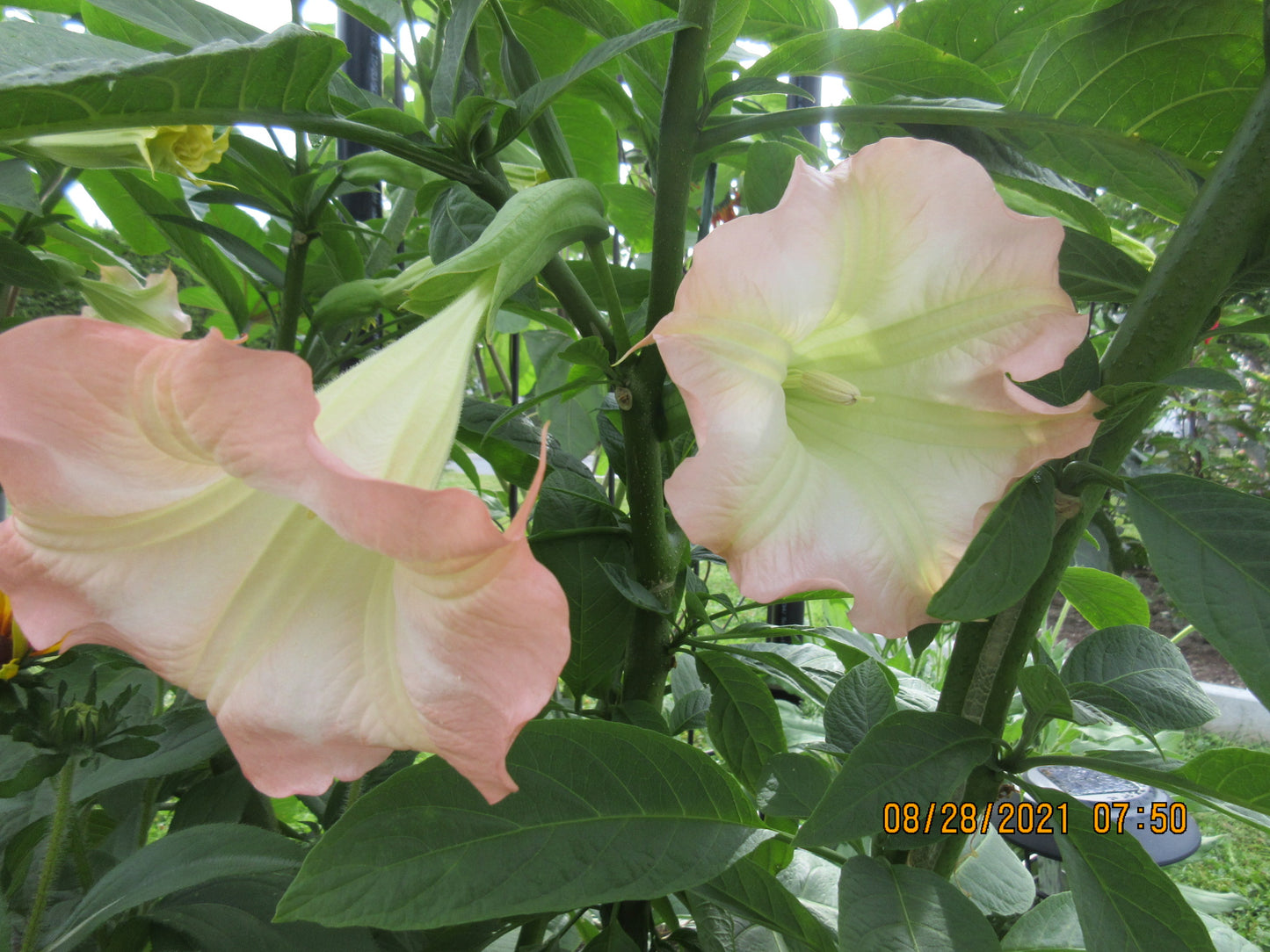 Brugmansia ‘Mona Lisa’ en floraison, grosses cloches/trompettes décoratives, plante exotique – Tropico-Québec
