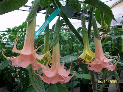 Brugmansia ‘Salmon Perfection’ montrant des fleurs en trompette couleur saumon, floraison spectaculaire en greenhouse – Tropico-Québec