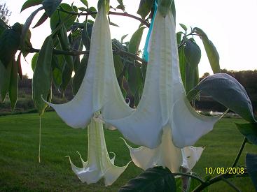 Brugmansia ‘Super Nova’ – Tropico-Québec