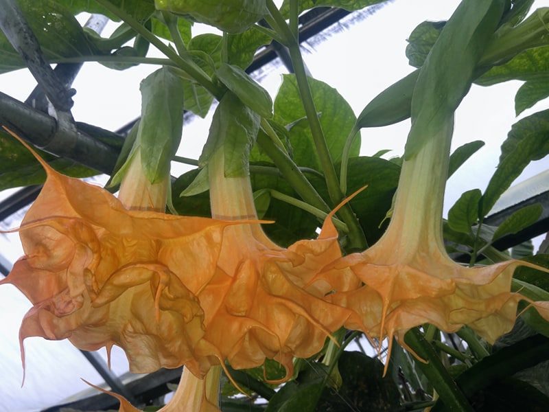 Brugmansia ‘Wuppergold’ – Tropico-Québec