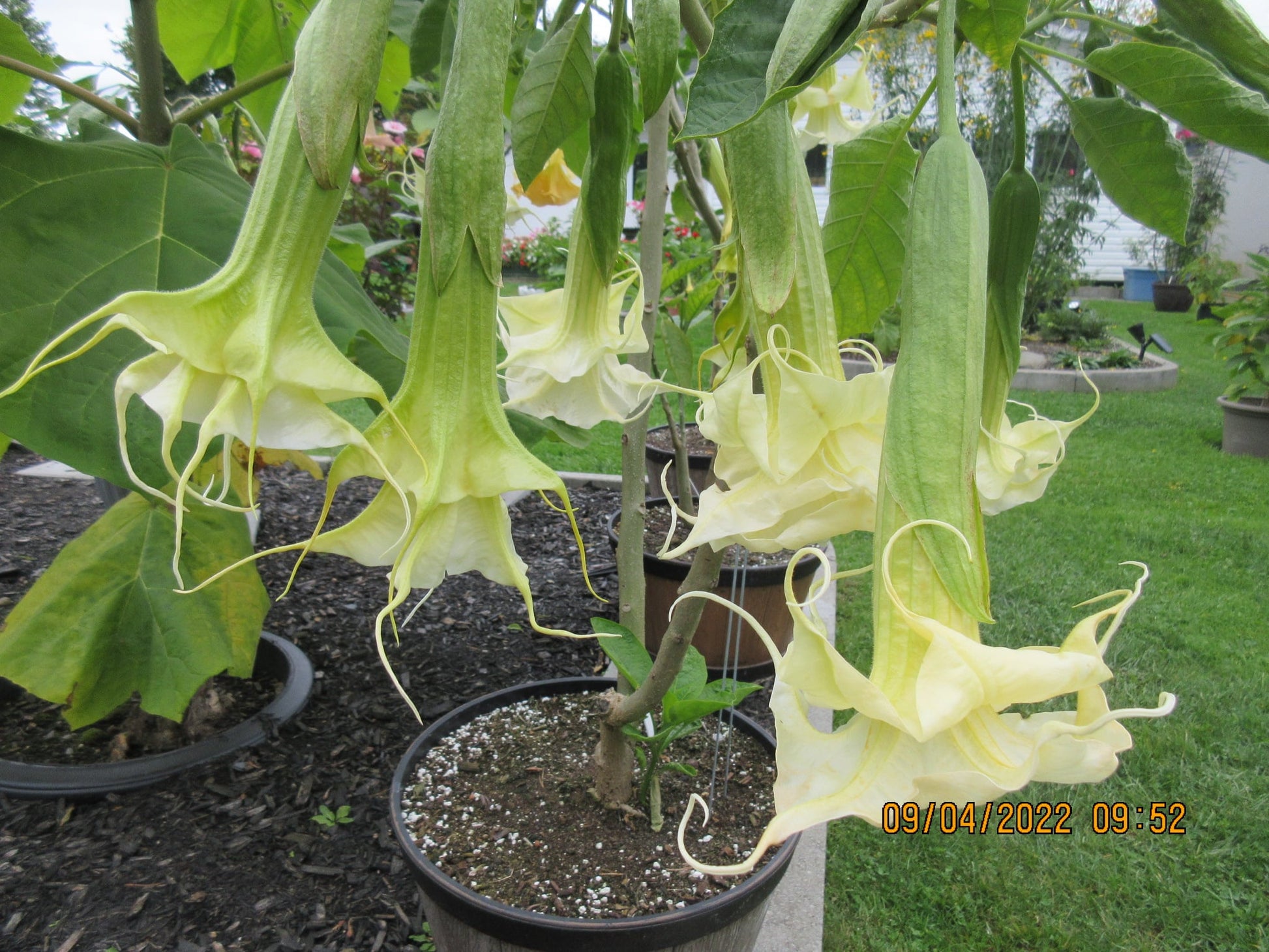 Brugmansia ‘Zuni Yellow Spider’ – Tropico-Québec