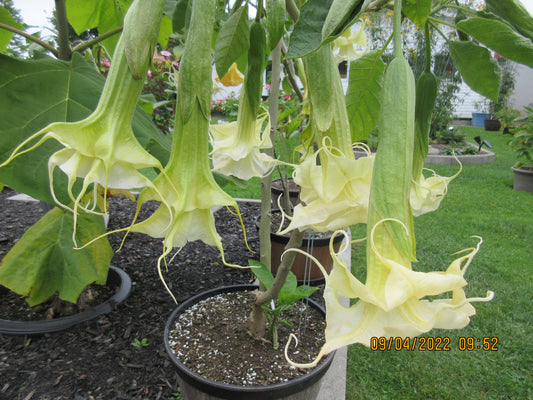 Brugmansia ‘Zuni Yellow Spider’ – Tropico-Québec