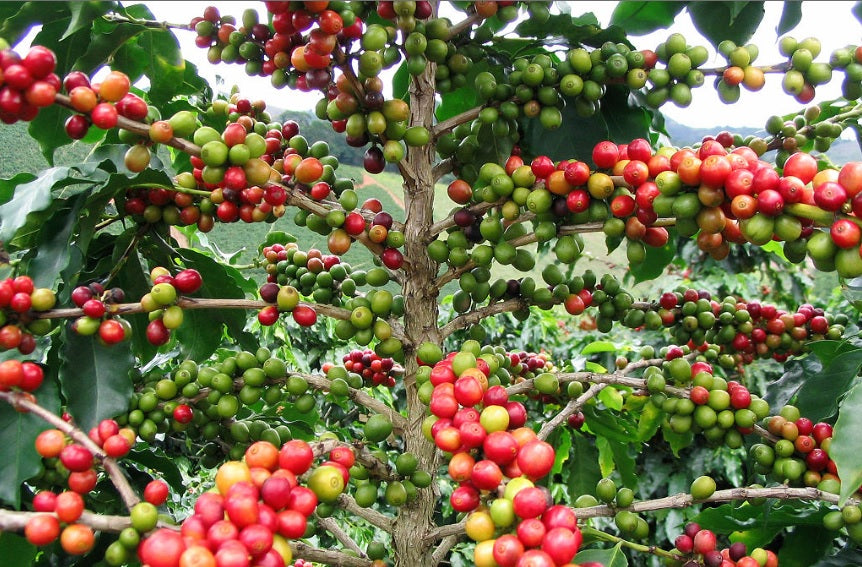 Caféier (Coffea arabica) – plante tropicale au feuillage brillant, production de grains de café en conditions chaudes – Tropico-Québec