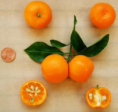 Calamondin (Citrus microcarpa) – petit agrume orangé très décoratif, idéal en pot et intérieur lumineux – Tropico-Québec