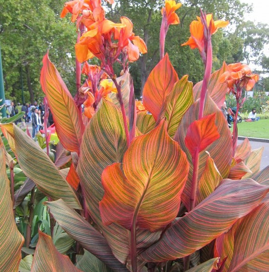 Canna ‘Bob Marley’ – plante tropicale florifère, foliage luxuriant et port vigoureux – Tropico-Québec