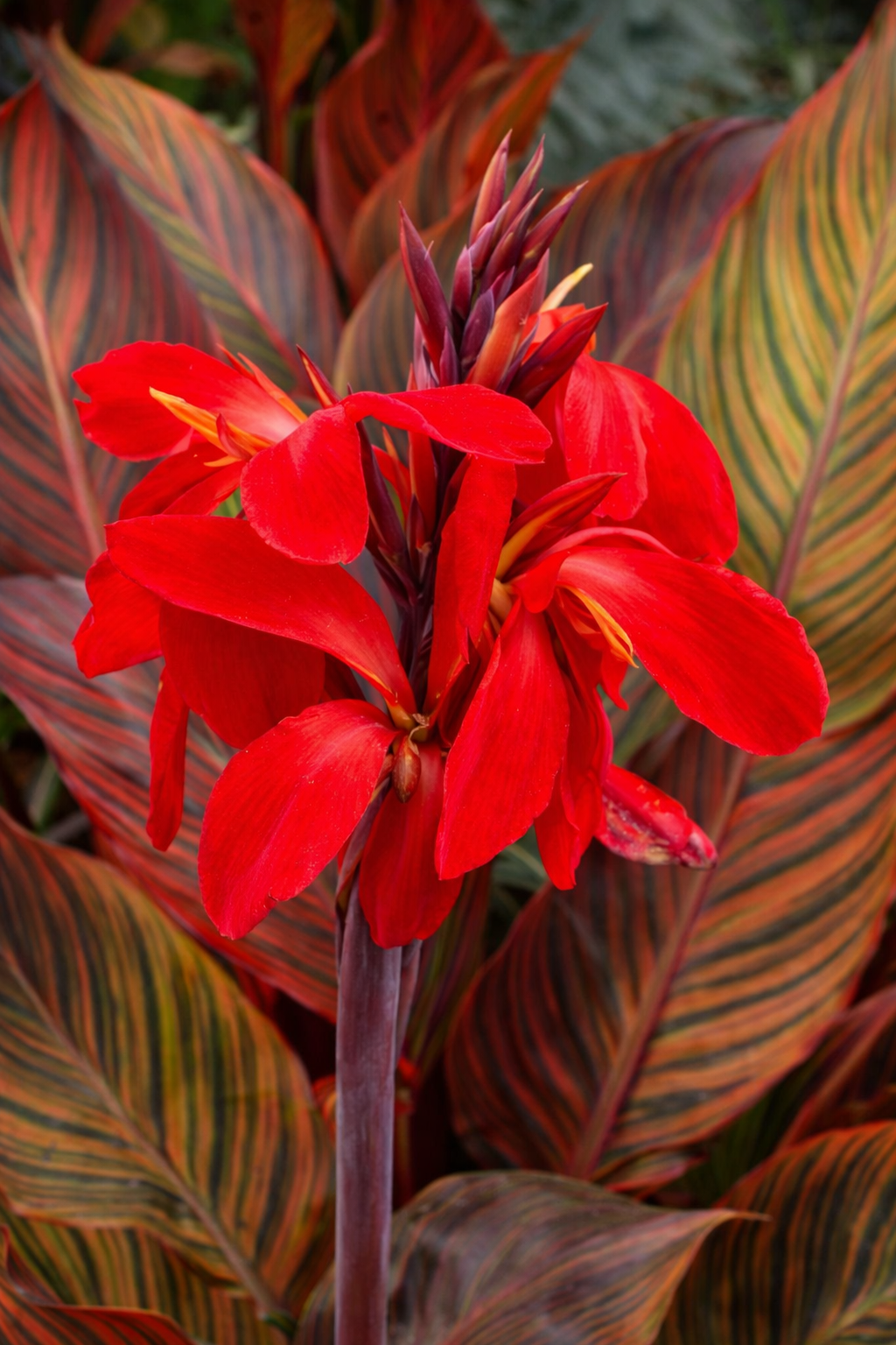 Canna 'Tropicanna red' – Pot 4" (6–18")