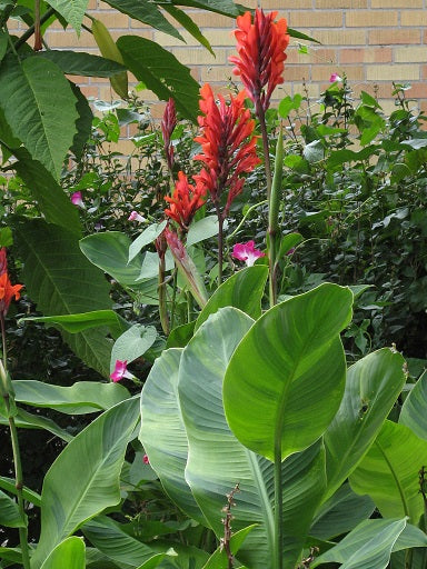 Canna ‘Wolf’ (canna tropical) montrant feuillage et port de la plante, variété ornementale – Tropico-Québec