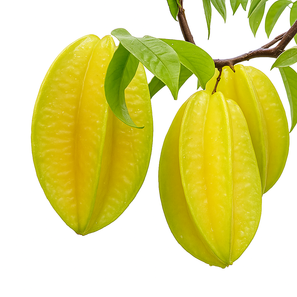 Carambolier ‘Bell’ – starfruit à belles côtes marquées, fruits jaunes croquants, variété de collection – Tropico-Québec