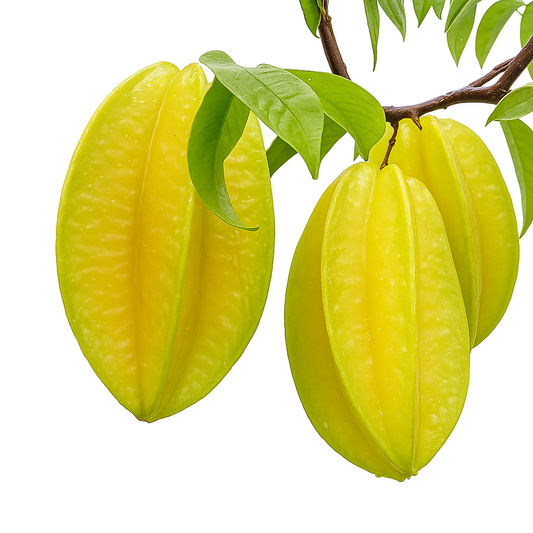 Carambolier ‘Bell’ – starfruit à belles côtes marquées, fruits jaunes croquants, variety de collection – Tropico-Québec
