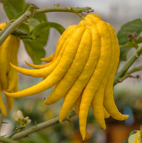 Main de Bouddha (Citrus medica) – cédrat en “doigts”, fruit parfumé et très ornemental – Tropico-Québec