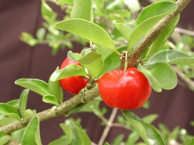 Cerisier des Barbades / Acerola (Malpighia emarginata) – petits fruits rouges très vitaminés, excellent en pot/serre – Tropico-Québec