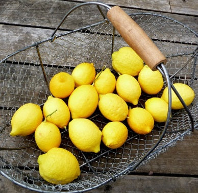 Citronnier ‘Eureka’ (Citrus limon) – gros citrons jaunes, variété productive en pot/serre – Tropico-Québec